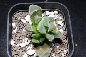 狼蜘　Haworthia　ハオルチア　管理343