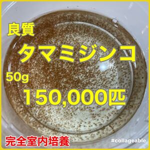 送料無料　良質　タマミジンコ　150000匹　生き餌　加温メダカ　金魚　らんちゅう　産卵促進　色揚げに　栄養満点　育成スピードUPに