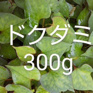 ドクダミ　約300g　新鮮　農薬不使用