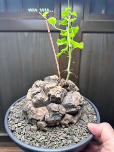 発根済 発根済み ディオスコレア エレファンティペス Dioscorea elephantipes アフリカ亀甲竜 （検索）パキプス　グラキリス　カタフ 塊根 