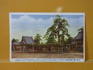 ◎B/564●郵便葉書 はがき☆善養寺星降松(江戸川区)☆レトロ アンティーク☆当時物☆中古品