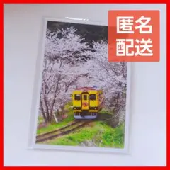 千葉県いすみ鉄道 レア 桜 春 写真