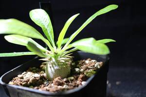 Pachypodium enigmaticum　パキポディウム　エニグマチカム　塊根植物