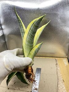 超希少種 サンスベリア ‘スパイダー’ 斑入り SANSEVIERIA SPYDER VARIEGATED 多肉植物 レアなサンセベリア錦 