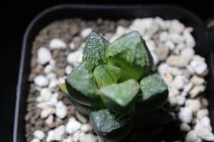 銀狼　Haworthia　ハオルチア