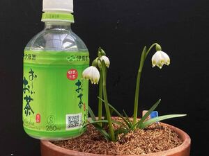 山野草　高山植物　春咲き球根　『春咲きスノーフレーク（Leucojum vernum・レウコユム ウェルヌム）』