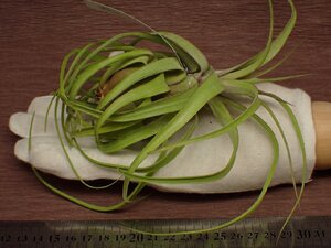 Tillandsia balbisiana x T.streptophylla チランジア・バルビシアナxストレプトフィラ 219★エアプランツEP