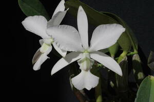 原種　洋蘭　C.walkeriana alba 