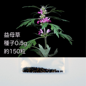 種子0.1g 益母草 マザーワート Leonurus japonicus レオヌルス・ジャポニカス 目弾 メハジキ 益母草 ヤクモソウ