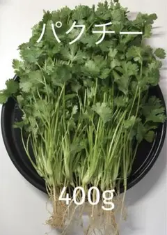 パクチー 香菜 コリアンダー 400g