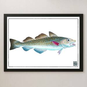 『英国魚類博物誌 1-k』イラスト アート 光沢 ポスター A3 バー カフェ ビンテージ レトロ インテリア 図鑑 海洋生物学 研究 さかな 釣り