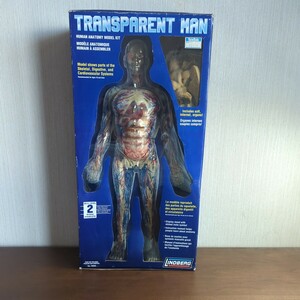 TRANSPARENT MAN ☆ヴィジブル マン(人体模型 男性) モデルキット全長約46センチ