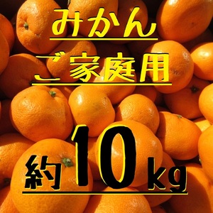 みかん 約10kg 湯河原みかん ご家庭用 温州みかん 青島みかん 大津みかん 訳あり サイズ不選別 神奈川県湯河原産 数量限定 みかん 約10㌔