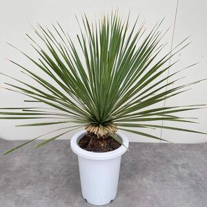 ユッカロストラータ サファイアスカイズ　7号　株立　ドライガーデン Yucca rostrata 発根済み　11