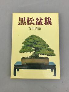 黒松盆栽 吉田清治 箱付き 樹石社 2408BKM060