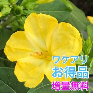 【ワケアリ】オシロイバナの種(黄) 30粒　　　　　花の種