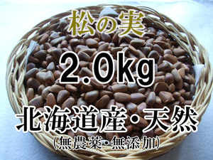 【令和6年 新物】 北海道産 天然 フレッシュな松の実 2.0kg 山菜 手作業・こだわり