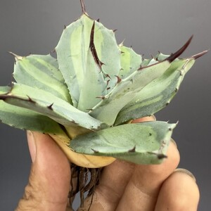 X35 【青田園芸】 アガベ パリー　ホーチエンシス　極上斑　斑入り　吉祥天錦　Agave parryi f.variegata 特選優良強棘株