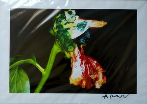 【宇美】真作 荒木経惟 Nobuyoshi Araki 色情花/2004年インクジェットプリント 直筆サイン写真集1000部限定 人気作家 現代美術家 送料無料