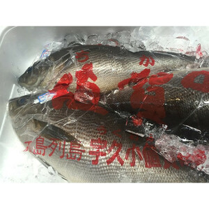 業務用　 イサキ 　長崎 　3kg　　約5尾前後