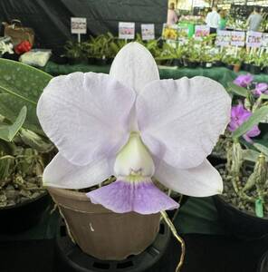 C. walkeriana f. coerulea 2024-7