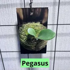 Pegasus ペガサス　ビカクシダ　胞子培養