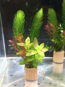 ☆置くだけ簡単レイアウト！ 水草３種植え　２個セット 吸着系多孔質ろ材ライフマルチ付き 