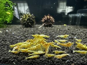 【Snow shrimp】 《Snow GOLD》 特別出品CＧS× GOLD、3匹＋ GOLDGALAXY、7匹系10匹。即決決済特典＋GOLD GALAXY5匹、わくわくです(^^)