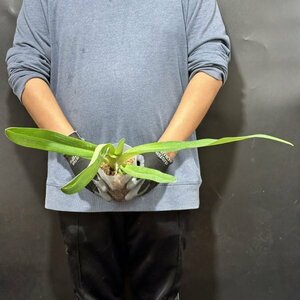 Y241「XL」Paphiopedilum rothschildianum Mt. Kinabalu (現地由来)【洋蘭原種・パフィオペディルム (Paph.)・ロスチャイルディアナム】