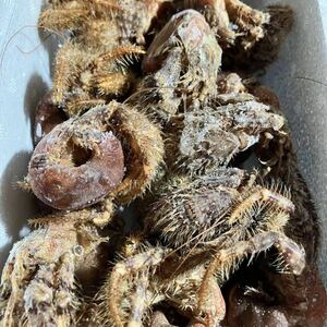 石鯛　釣り餌　冷凍　ヤドカリ　20匹　クール便　エサ