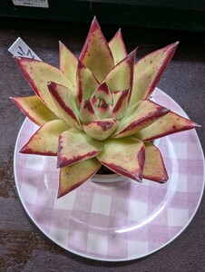 多肉植物 エケベリア アガボイデス リップスティック大きめ苗b303