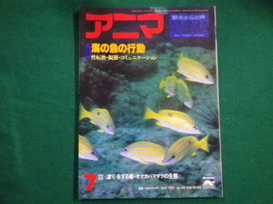 ■アニマ 野生からの声 1979年6月号　海の魚の行動　平凡社■FAIM2022012706■