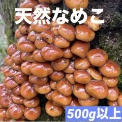 【山形県産】天然なめこ・極上つぼみ‼️その371