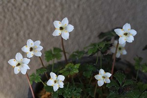 山野草　バイカオウレン　苗