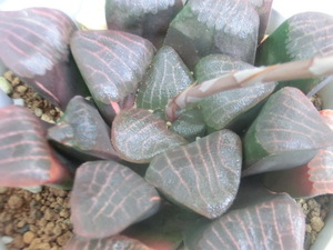 【種子】 多肉植物 ハオルチア ベイエリー錦 × コレクタ CHM-1　10個　ハオルシア 【Haworthia】