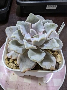 多肉植物 エケベリア クリスペ−トビュ−ティ ａ744