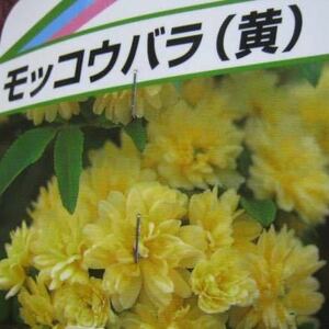 木香薔薇(黄花モッコウバラ)苗