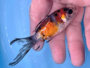 福嘉金魚 動画あり！ 朱文金 500匹より選別の上物！ 綺麗！ 水槽のアクセントに！ 長尾産 約8～10センチ 当歳 現物 １匹 SB-5 ⑤-2 滋賀