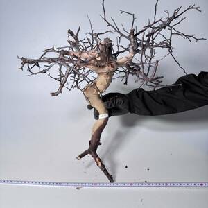 387 Commiphora kataf pure コミフォラ カタフ ピュア　ベアルート株