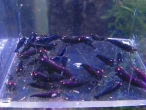 Golden-shrimp　　ブラックダイヤゴールデンアイ赤錆系水槽より30匹セット　発送日は金土日のみ