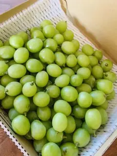 産地直送 岡山県産シャインマスカット 箱込み約1キロ　宅急便コンパクト