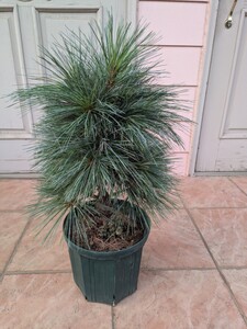 Pinus x schwerinii 