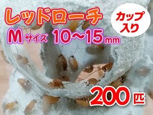 レッドローチ M サイズ 10～15mm 200匹 カップ入り 生餌 爬虫類 両生類 肉食熱帯魚 小型哺乳類 エサ 活餌 [3409:gopwx2]