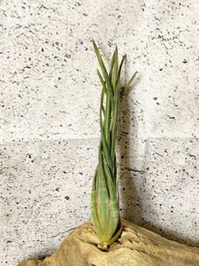 【Frontier Plants】【現品】チランジア・スブリフェラ T. subulifera【C】ブロメリア　エアプランツ