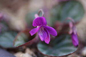 山野草　高山植物　源氏スミレ　紫色　の種子　20粒　今年度採取