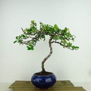 盆栽 ピラカンサ 樹高 約22cm Pyracantha 実 オレンジ バラ科 常緑樹 観賞用 現品