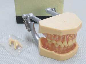 [F834] 送料込! 歯科技工 小児 顎模型 スタディモデル 歯科医師国家試験用 複製模型歯着脱顎模型(乳歯列)