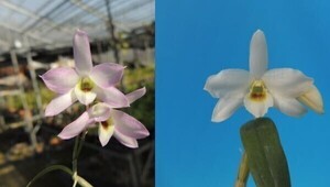 T♪洋蘭　Dendrobium Perfume(moniliforme x trantuanii )　花芽らしきもの付き その3　セッコク交配 デンドロビューム 　 洋ラン