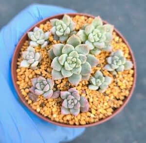 Sale セダム　プロリフェラ　多肉植物　苗