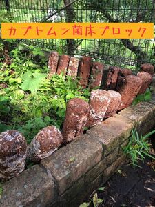 カブトムシ&クワガタ菌床昆虫マット！！栄養補給 ♪しいたけ廃菌床ブロック×4個